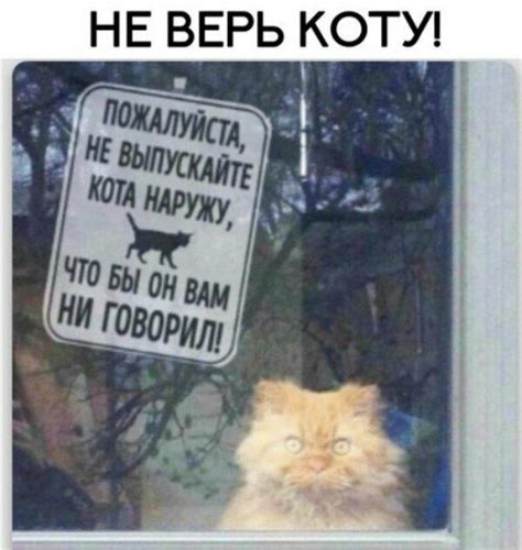Великолепный котопост / Питомцы