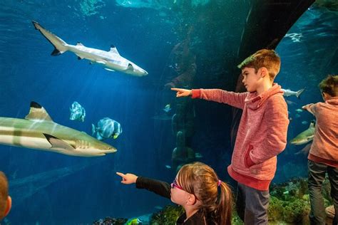 Tripadvisor Ticket für SEA LIFE Hannover zur Verfügung gestellt von