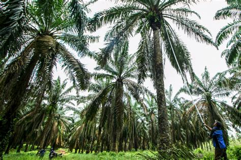 Di Siak Baru Perusahaan Dampingi Petani Remajakan Sawit Ekonomi