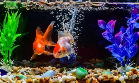 The Best Rocks For Freshwater Aquarium To Decorate Your Tank