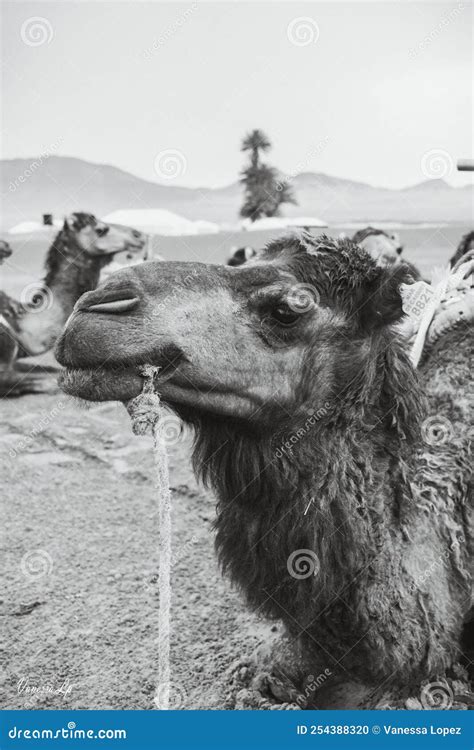 Black and White Portrait of a Camel in the Desert Stock Photo - Image ...