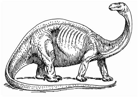 Malvorlage Brontosaurus Kostenlose Ausmalbilder Zum Ausdrucken Bild