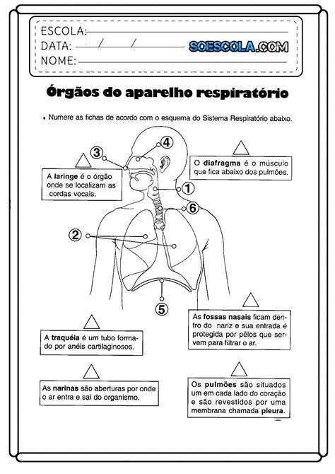 Atividades De Ciências 9 Ano Para Imprimir Edukita