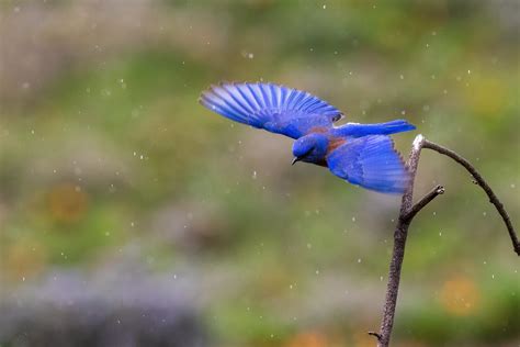 Bluebird Migration - Sialis.org - Bluebird Information and Resources