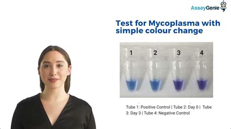 Mycogenie Rapid Mycoplasma Detection Kit Youtube