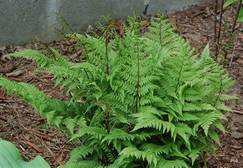 Zielono Zakr Ceni Wietlica Samicza Athyrium Filix Femina Lady In