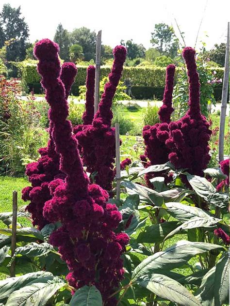 Bizarre Amaranth Elephant Head Amaranthus Gangeticus 150 Seeds