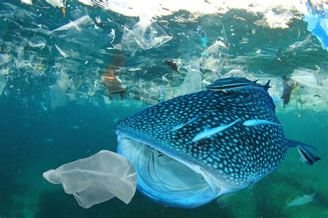 Effects On Marine Life Due To Plastic Pollution at Lance Hensley blog