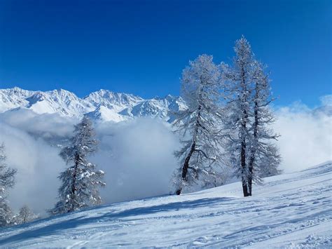 Trees Snow Mountain · Free photo on Pixabay
