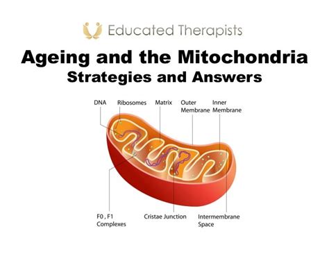 Atp and mitochondria