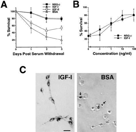 Igf I Promotes The Survival Of Postnatal Schwann Cells In Vitro