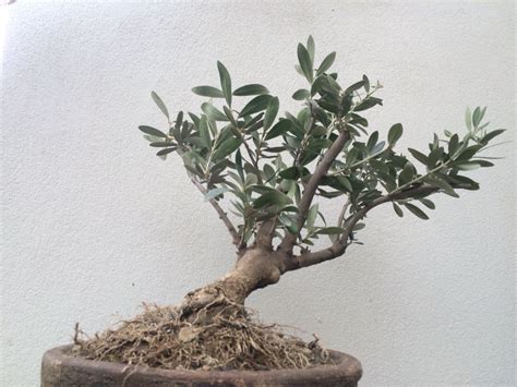 Pin en Bonsai Árboles bonsai Olivo Bonsai