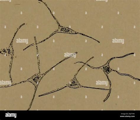 Reticular Fiber Hi Res Stock Photography And Images Alamy