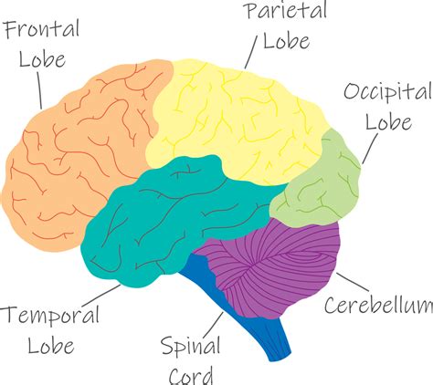 Brain Anatomy Lobes