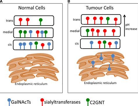 Mucin Type O Galnac Glycosylation Is Initiated In The Golgi Download Scientific Diagram