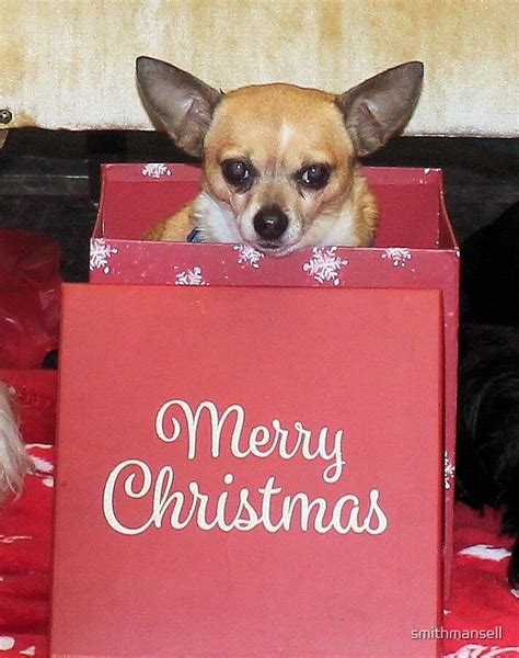 45 Merry Christmas Chihuahua Images L2sanpiero