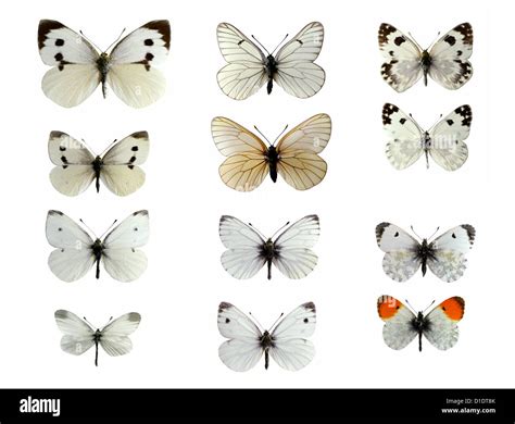 Pieridae