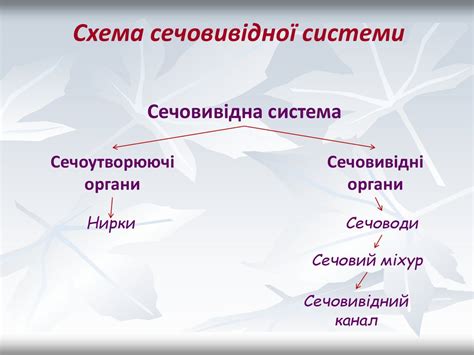 Видільна система - презентация онлайн