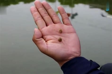 拉饵和搓饵，钓鱼常见技术，钓鱼人必须知道的！