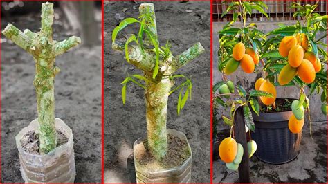 How To Propagate Mango Tree From Cutting Grow Mango Tree Cutting