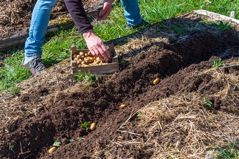 Comment Bien Planter La Pomme De Terre Au Potager