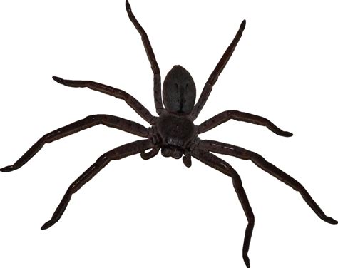 Big Spider Png Download 13991112 Free Transparent Spider Png