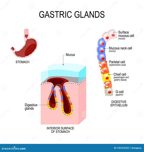 Structure Of The Stomach Interior Surface And Cells Of Digestive