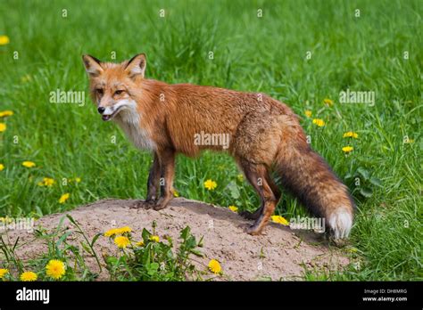 Red Fox Den Hi Res Stock Photography And Images Alamy