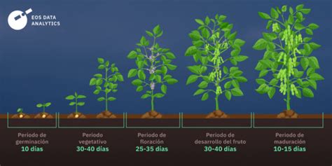 Como Sembrar Soja En Casa En Paso A Paso