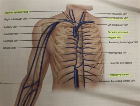 Veins Flashcards Quizlet