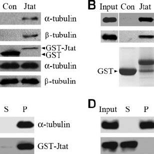 Jtat Co Localizes With Microtubules In Cells CV 1 Cells Were