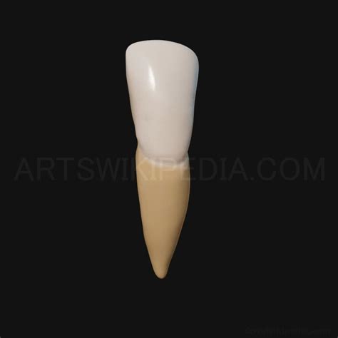 3D Model Of Mandibular Left Central Incisor