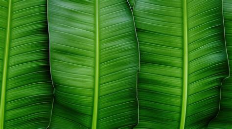 Botanical Delight Vibrant Green Banana Leaf Texture For Backgrounds And