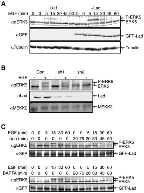 Egf Induced Erk Phosphorylation Is Mediated By Csrc And Lad But Not