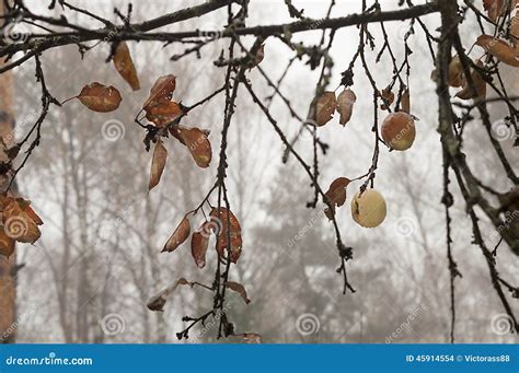 Naked Branches Stock Photo Image Of Nature Naked Apple 45914554