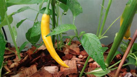 Golden Cayenne Pepper Hrseeds