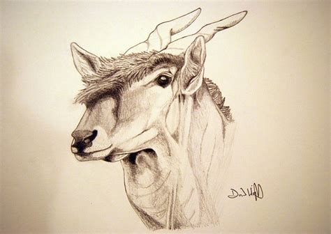 Eland Taurotragus Oryx Sketch A Photo On Flickriver