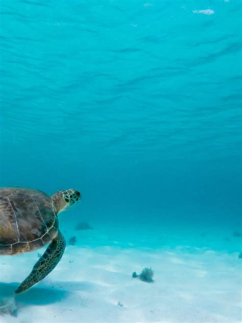 Sea Turtle Aesthetic Turtle Hd Phone Wallpaper Pxfuel