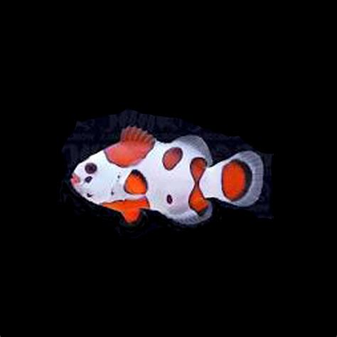 Orange Storm Clownfish Fishgallery