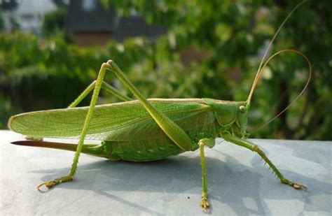 Cavalletta Verde O Locusta Verdissima Tettigonia Viridissima Broomgulf