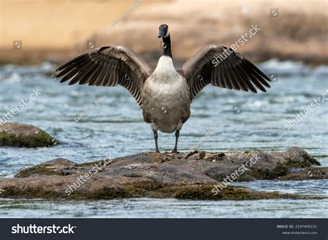 50,453 Bird Wings Open Images, Stock Photos & Vectors | Shutterstock