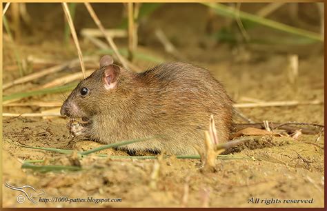 Wildlife Gateway Le Rat Des Champs