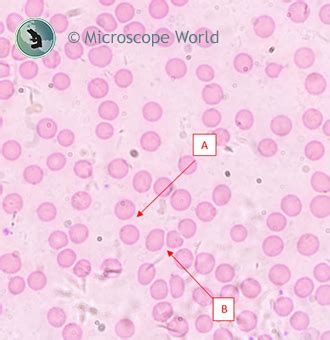 Blood Types Under Microscope