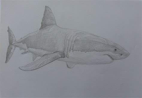 Great White Shark by N1CK5891 on DeviantArt