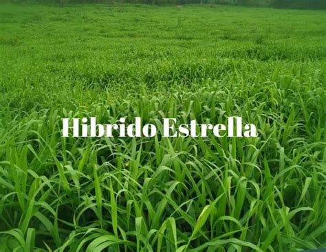 Semilla De Pasto Hibrido Estrella Africana Para Hectarea En Venta En