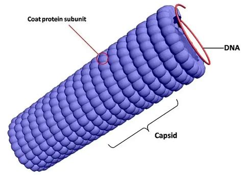 Difference Between Capsid And Nucleocapsid - Relationship Between