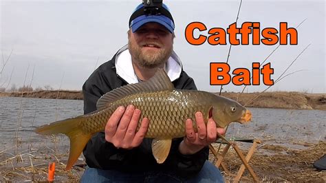 How To Catch Carp With Corn Carp For Cut Bait Youtube