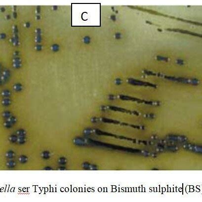 characteristics  salmonella growth    media