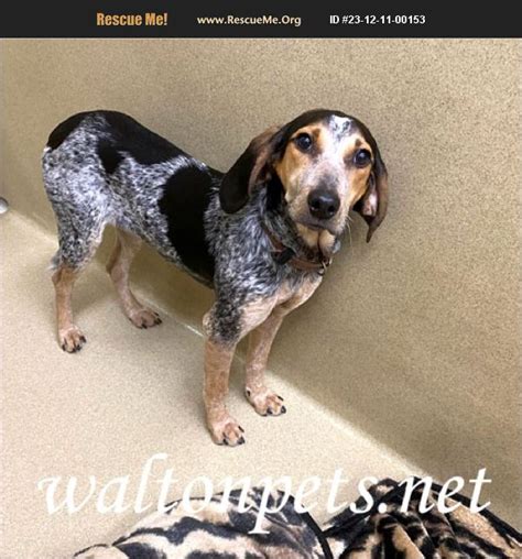 Adopt Bluetick Coonhound Rescue Monroe Ga