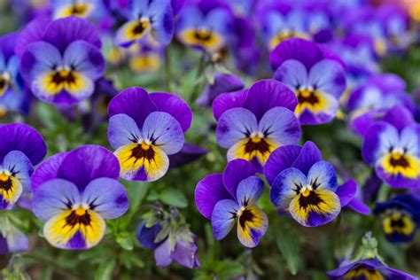 Viola: Following These Care Guidelines Will Prolong Their Long Flowering Season | Horticulture ...